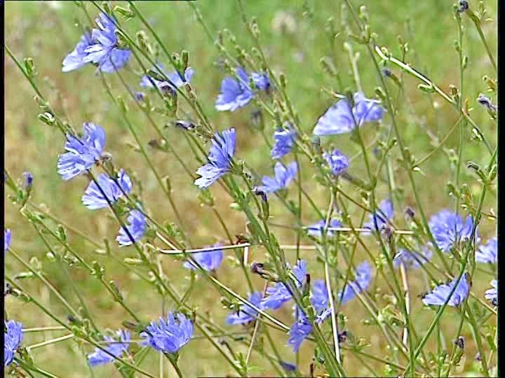 1001+CHICORY Flower Seed Organic Natural Herbal Tea Coffeeweed Edible Wildflower