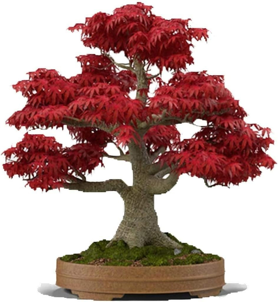 Japanese Red Maple Bonsai Tree Seeds | 30+ Seeds | Highly Prized for Bonsai, Jap