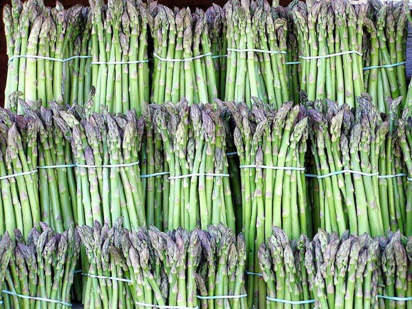 100+ ASPARAGUS UC72 — Mary’s Granddaughter ——– Heirloom – Organic
