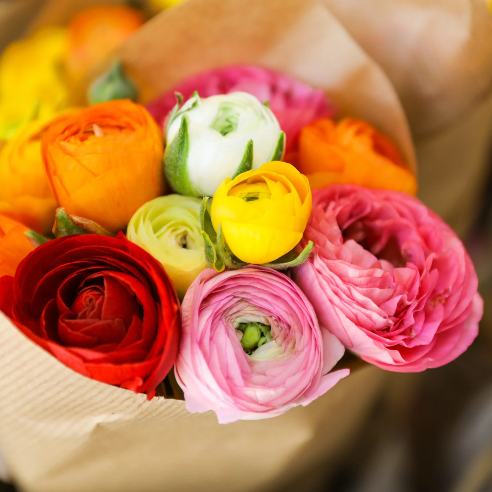 🌸 60 Mixed Ranunculus Seeds – Double Bloom Buttercups Colorful Spring Perennial