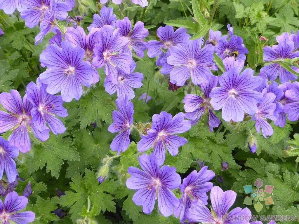 25+ Purple Cranesbill (Magnificum) Geranium Seeds for Garden – FREE SHIPPING!
