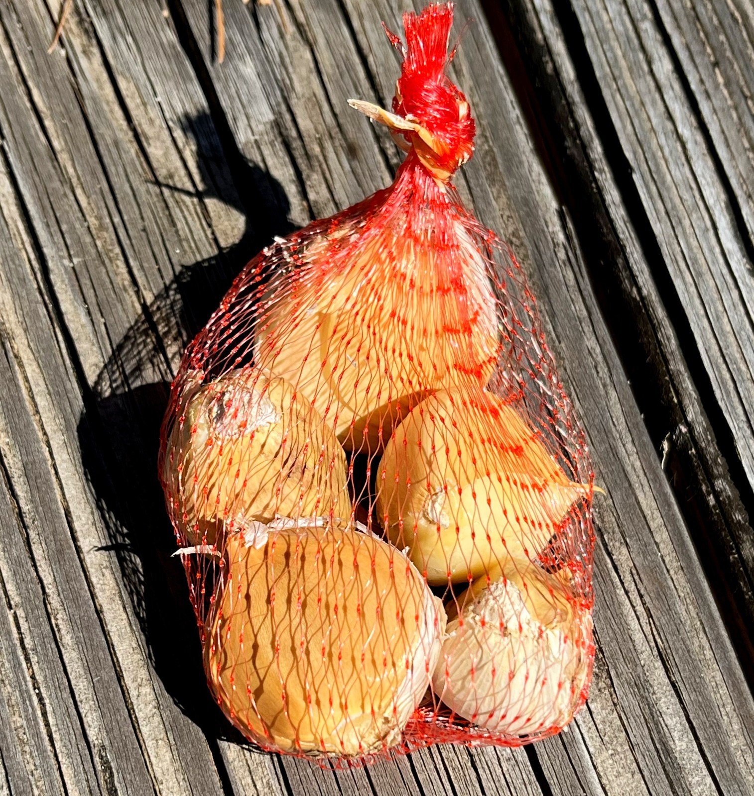 Elephant Garlic Cloves (5 lg cloves) from 2025 crop. Ready to plant. SHIPS FREE