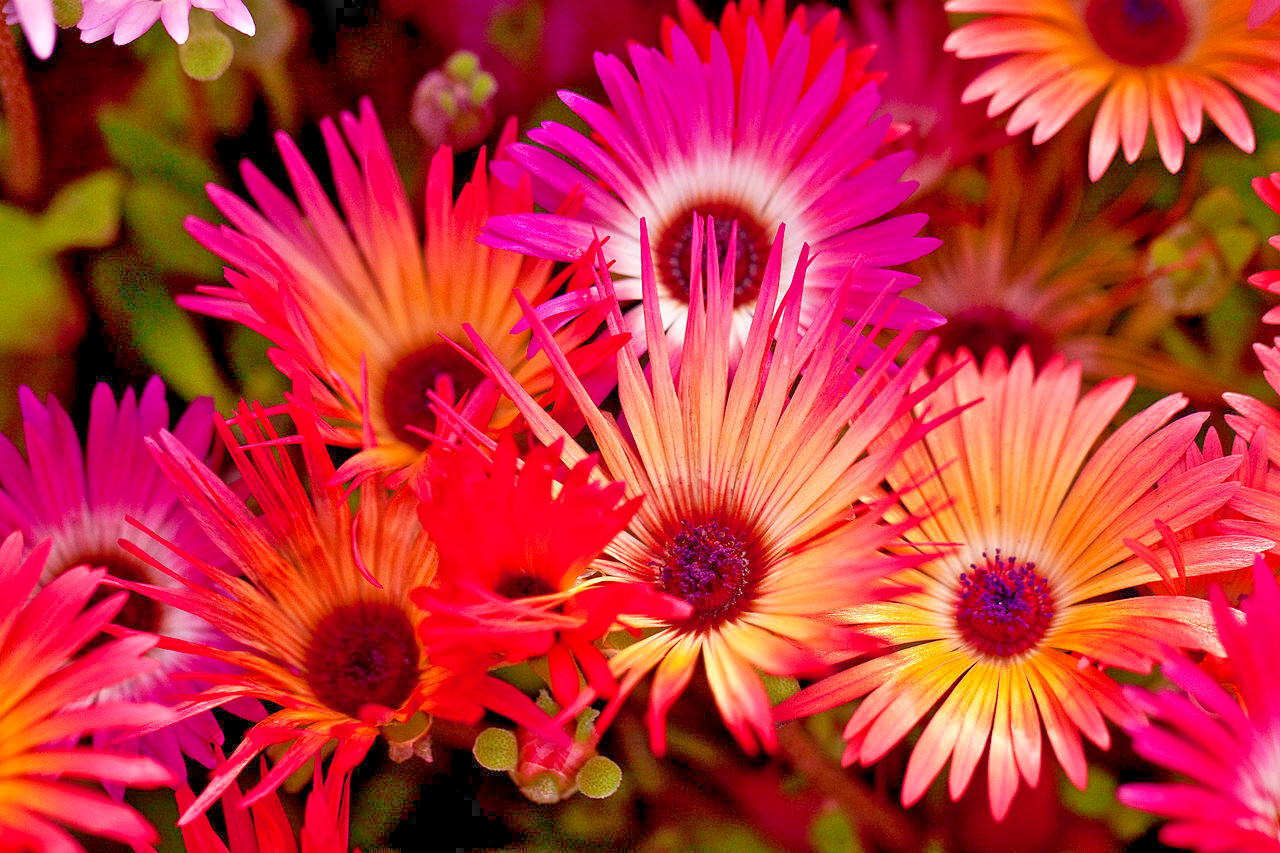1000 ORANGE ICE PLANT Seeds (Dorotheanthus bellidiformis) Hardy Annual Succulent