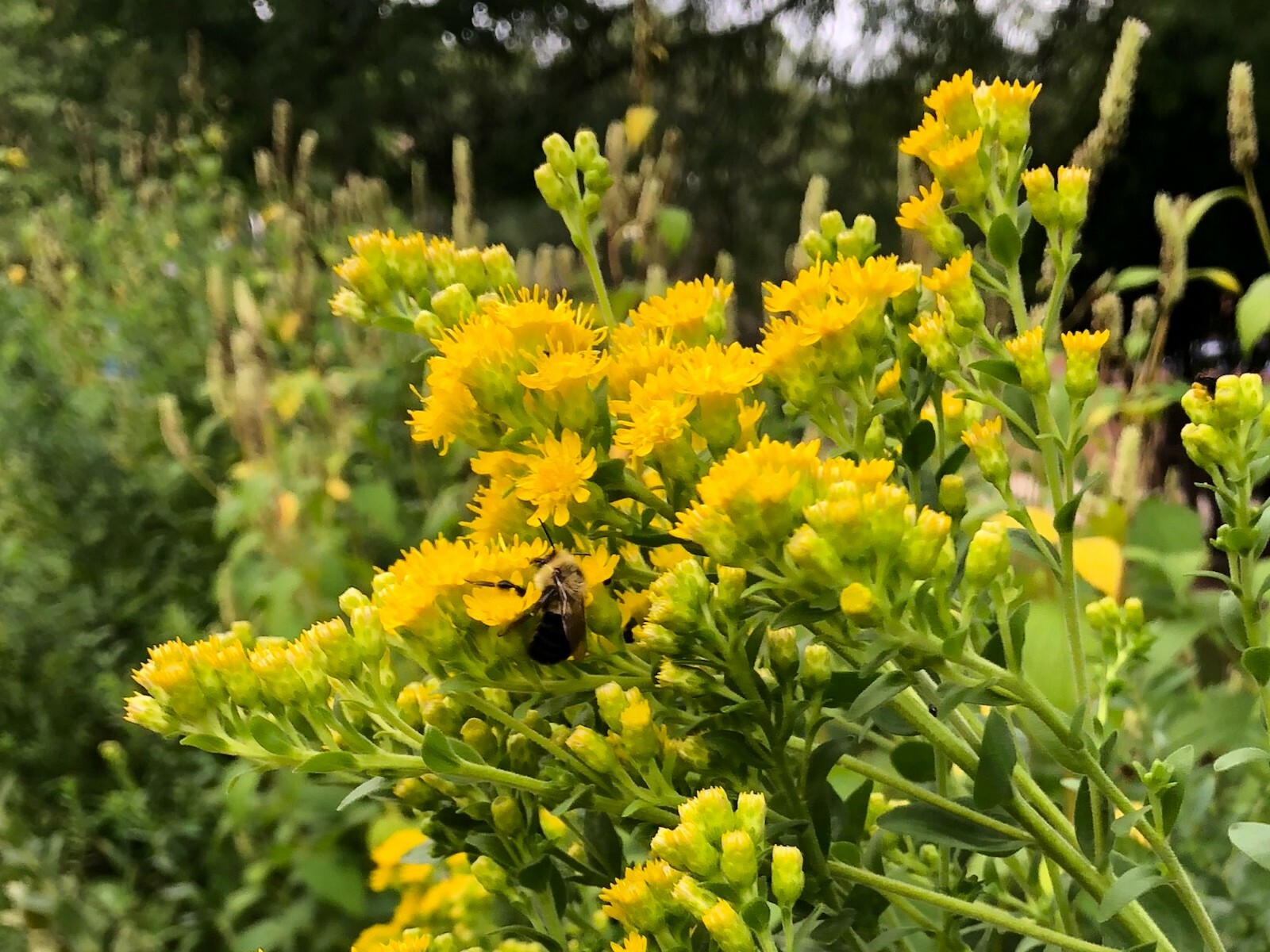 100+STIFF GOLDENROD Seeds Native Wildflower Drought Heat Cold Autumn Flowers