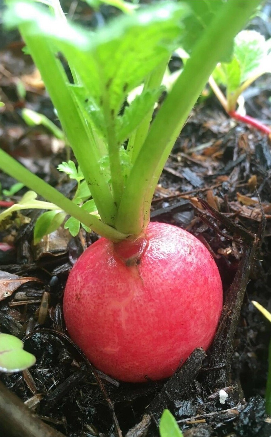 Champion Radish Seeds | Heirloom | Organic