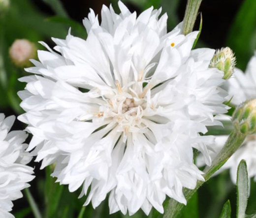 CORNFLOWER WHITE DWARF Centaurea Cyanus – 3,000 Bulk Seeds
