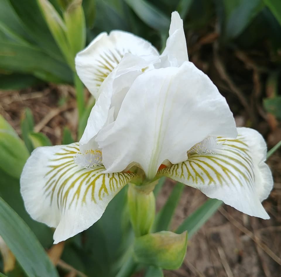 Lot of 3 Snow Tree Standard Dwarf Bearded SDB Iris Free Shipping Now