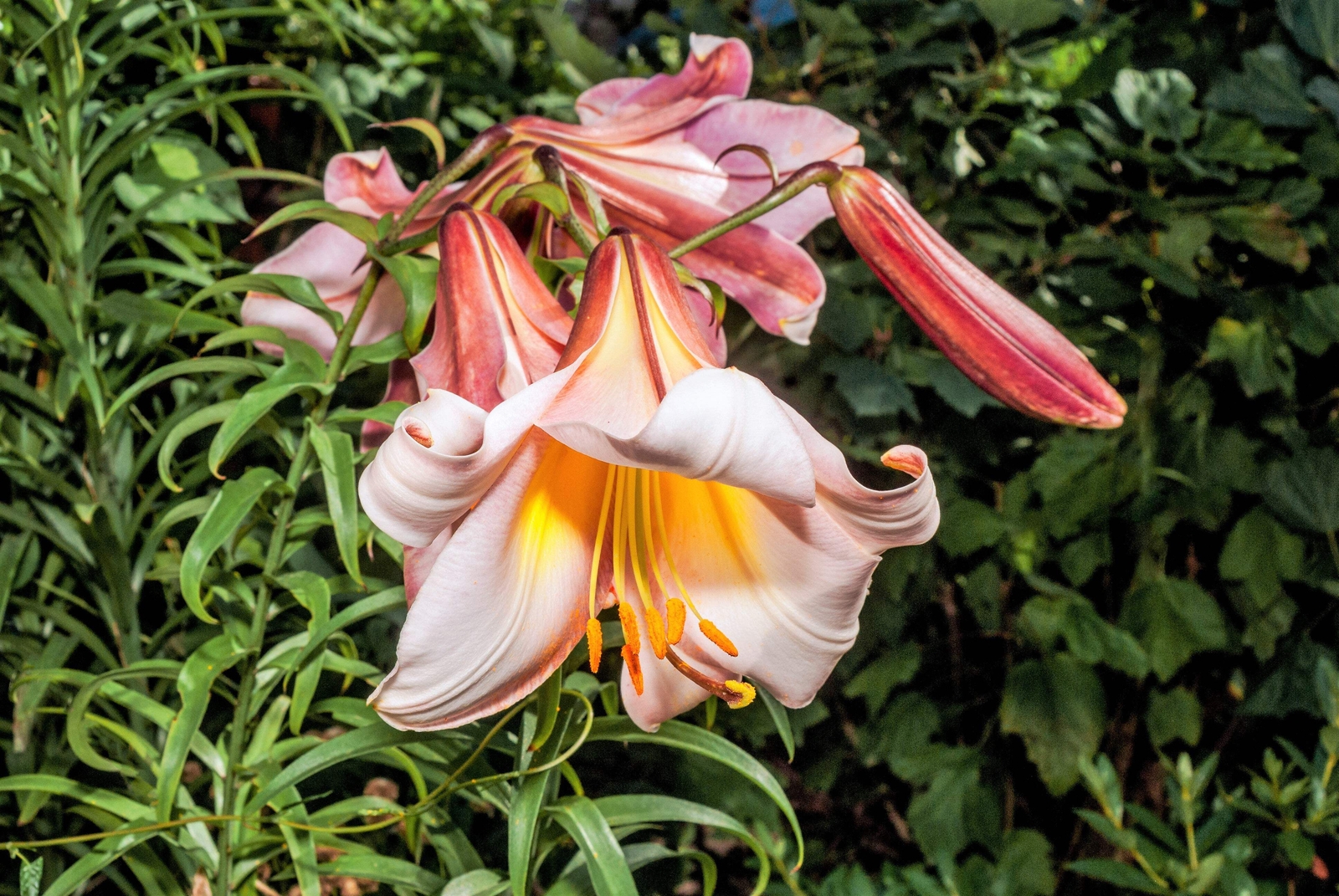 10 REGAL TRUMPET LILY Royal King’s Lilium Regale White Pink Yellow Flower Seeds