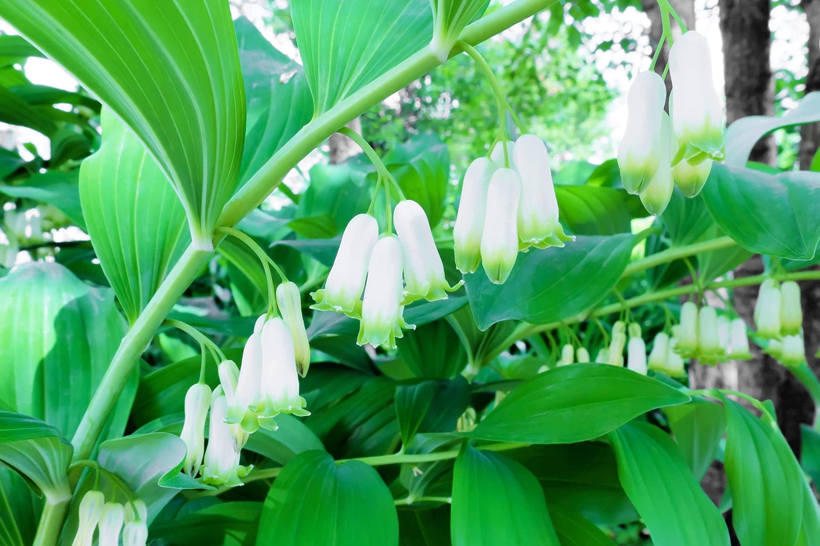 Great Solomons Seal Seeds for Planting (30 Seeds) – Polygonatum biflorum – Stunn