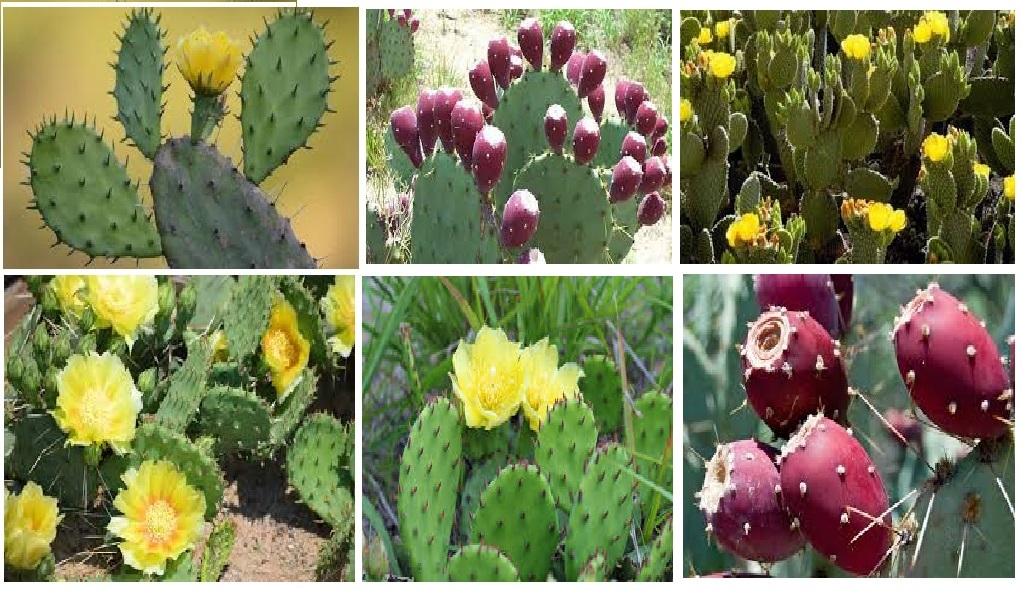 Prickly Pear Cactus Plant Beautiful Yellow Flowers 100 + Seeds USA Seller