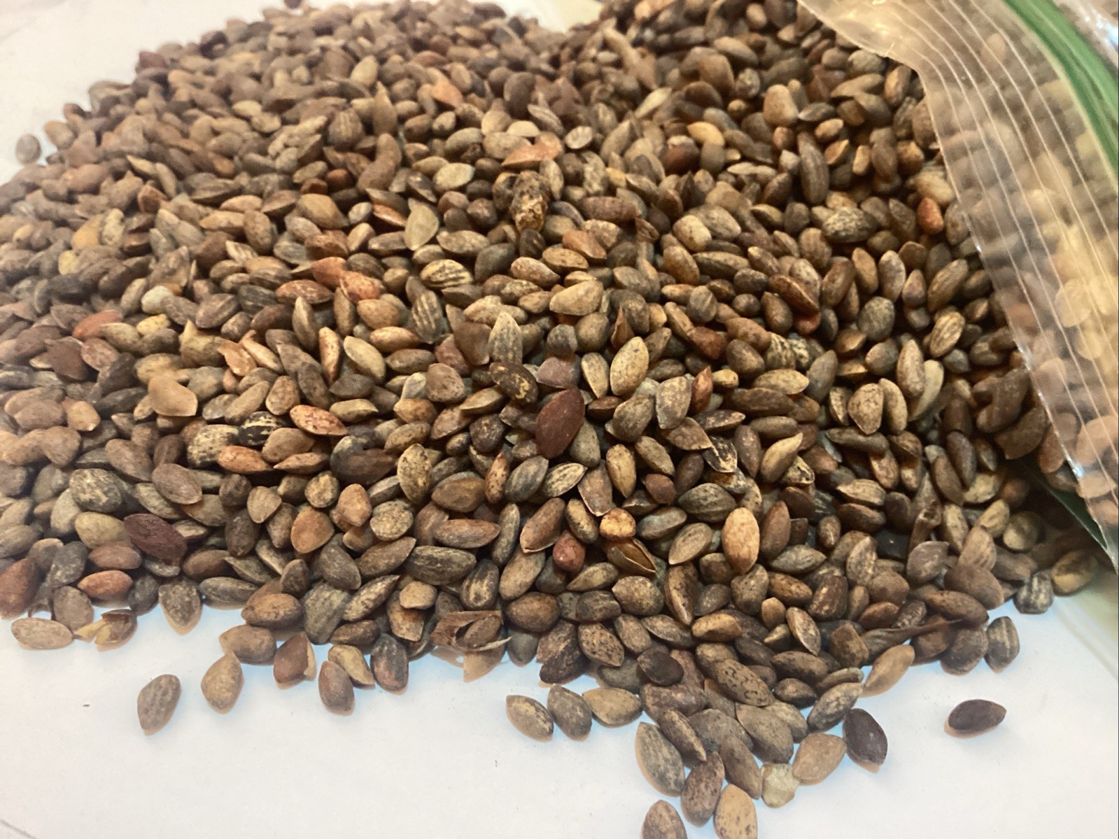 Japanese Black Pine Tree Seeds (PINUS THUNBERGII) (Thunberg Pine)