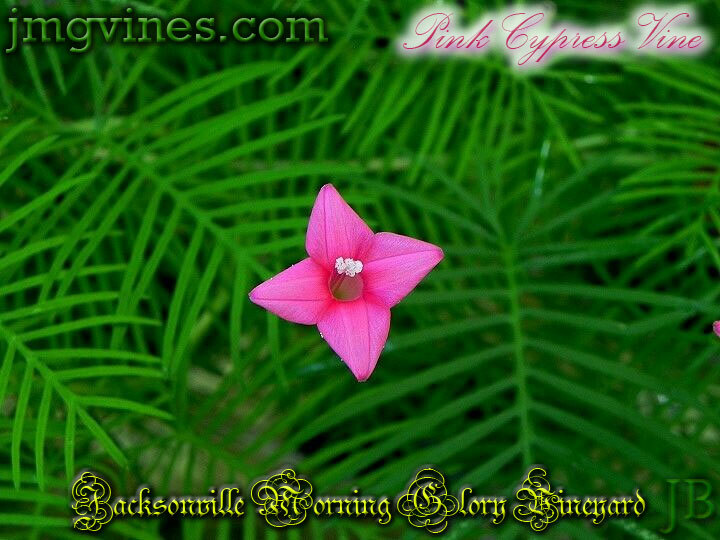 Pink Cypress Vine Ipomoea Quamoclit 10 Seeds