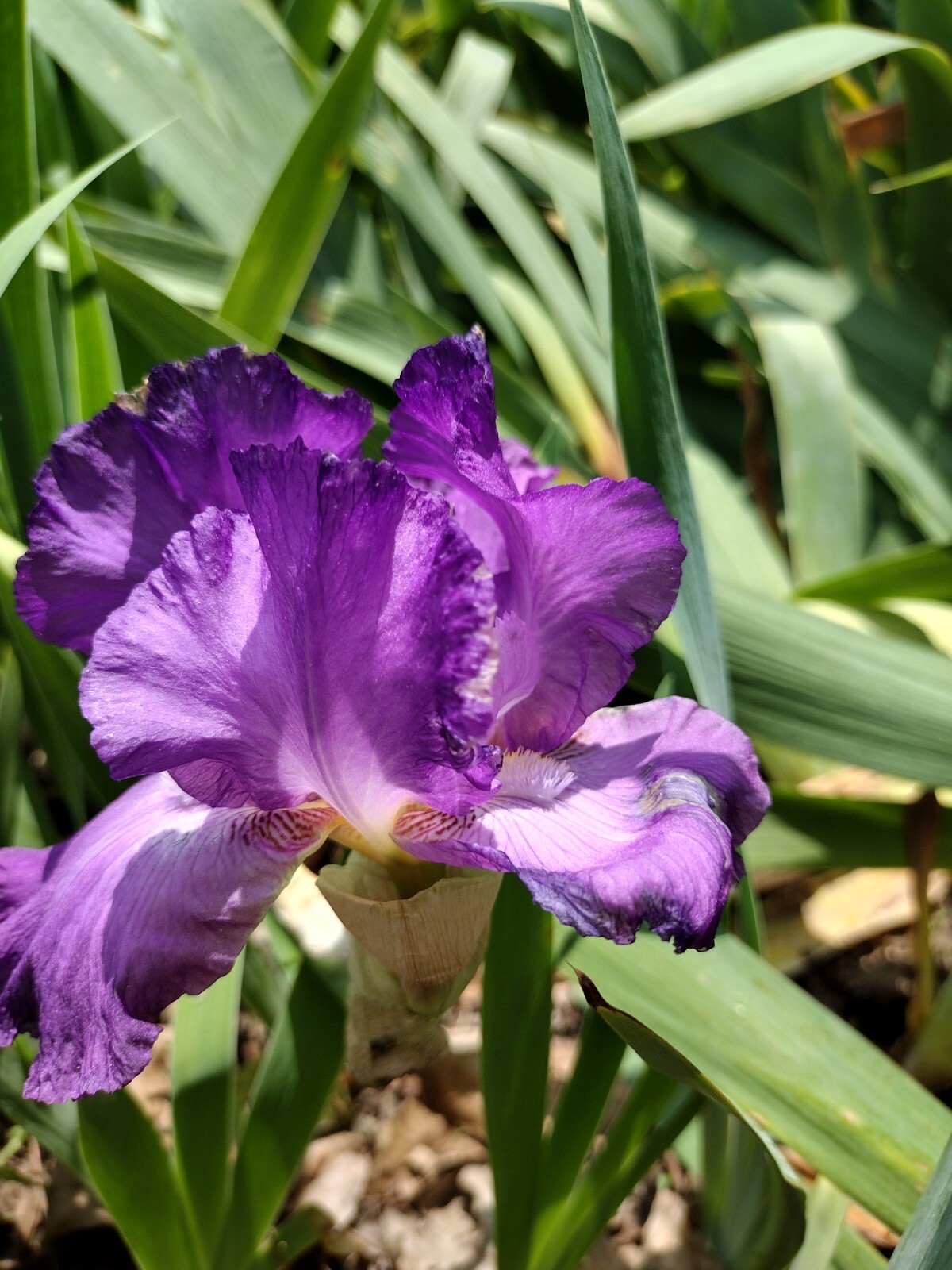 5x MIXED VARIETIES/COLORS BEARDED IRIS Bulbs/Rhizomes FRESH