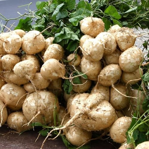 120+ Jicama Seed for Planting Drought Resistant Mexican Turnips in Your Home
