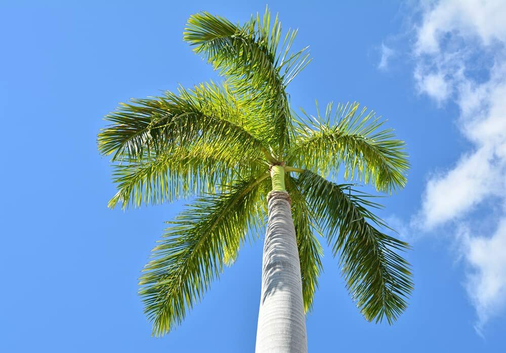 10 Royal Palm Tree Seeds for Planting Roystonea Regina