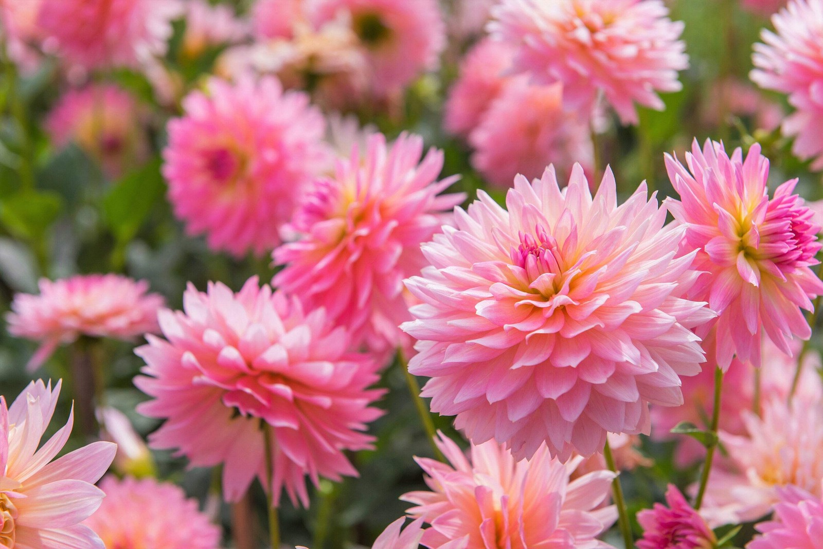 50 WATERCOLOR MIX DAHLIA Variabilis Double Bloom Mixed Colors Flower Seeds