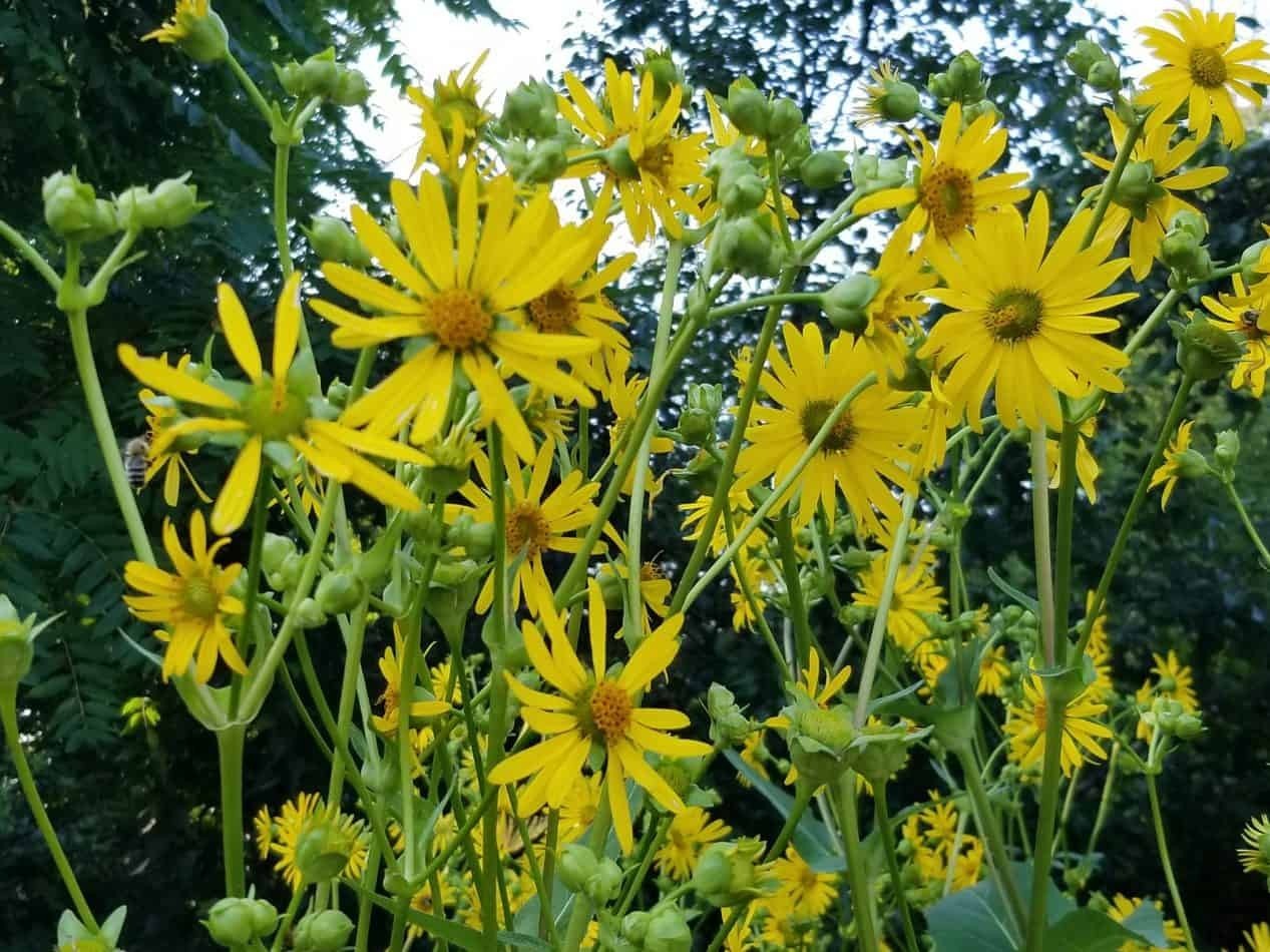 SEEDS: CUP FLOWER
