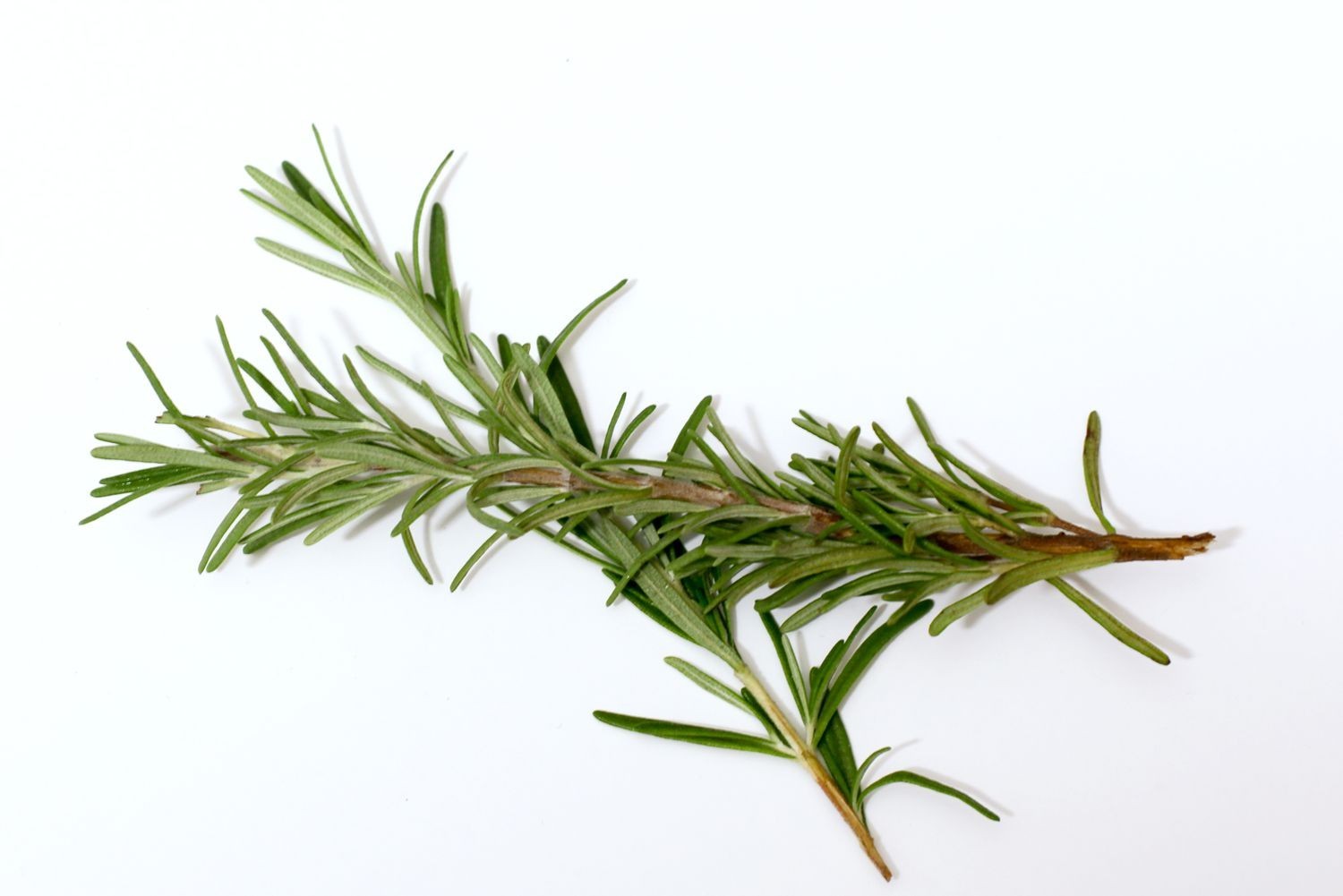 100 Rosemary Herb Seeds Culinary, Potpourri, Medicinal