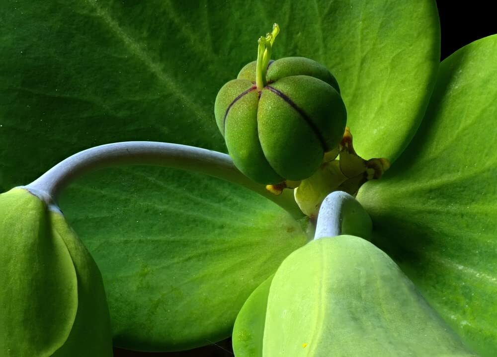 30 Mole Plant Seeds to Plant Euphorbia lathyris Caper Spurge