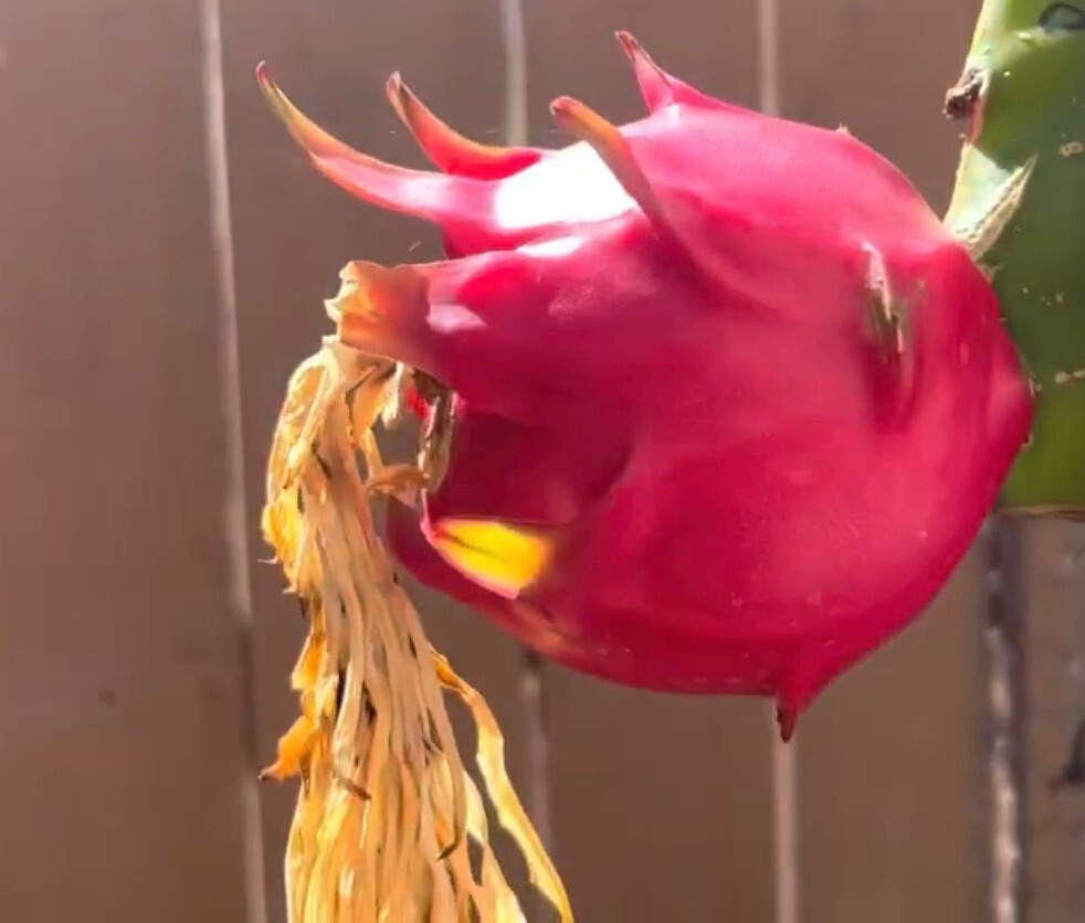 ULTRA RARE Rainbow Dragon Fruit 12″ (1) flesh cutting