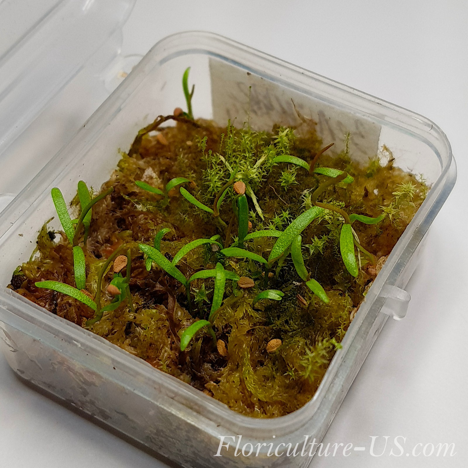 15 seeds Sarracenia Flava, Carnivorous Plant, Pitcher Plant