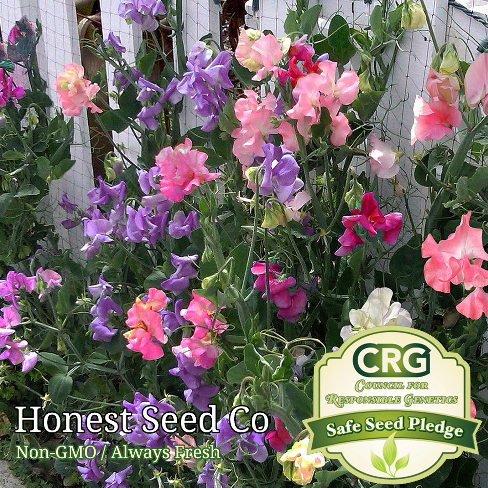 Dwarf Sweet Pea Bijou Mix Seeds | Non-GMO Annual Flower Seeds in BULK