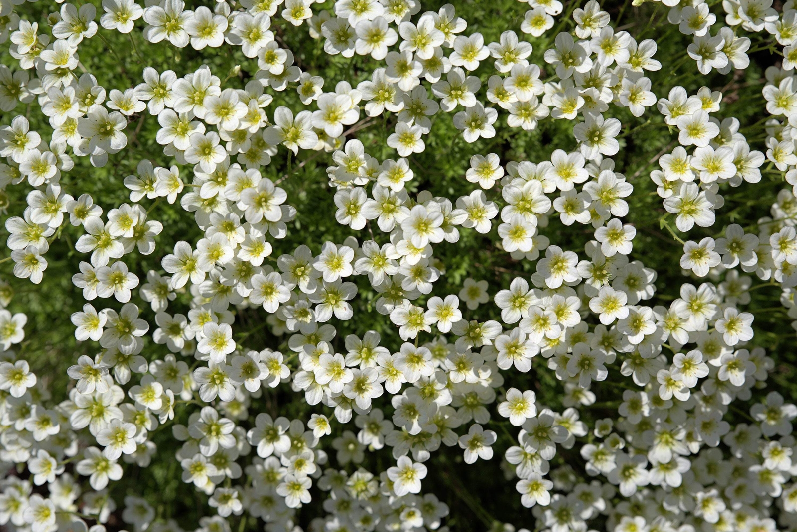 50 IRISH MOSS Groundcover Heath Pearlwort Sagina Subulata White Flower Seeds