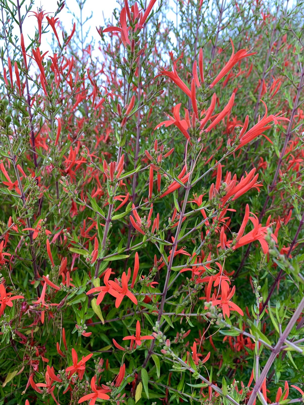 Anisacanthus Quadrifidus, Flame Acanthus, Wrightii – 1 small plant 7 inches