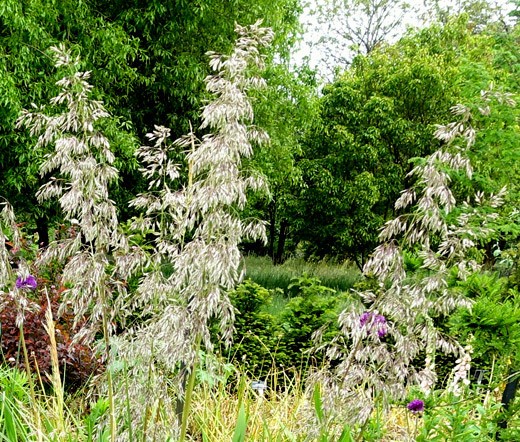 MAURITANIA VINE REED ROPE GRASS Ampelodesmos Mauritanicus – 50 Bulk Seeds