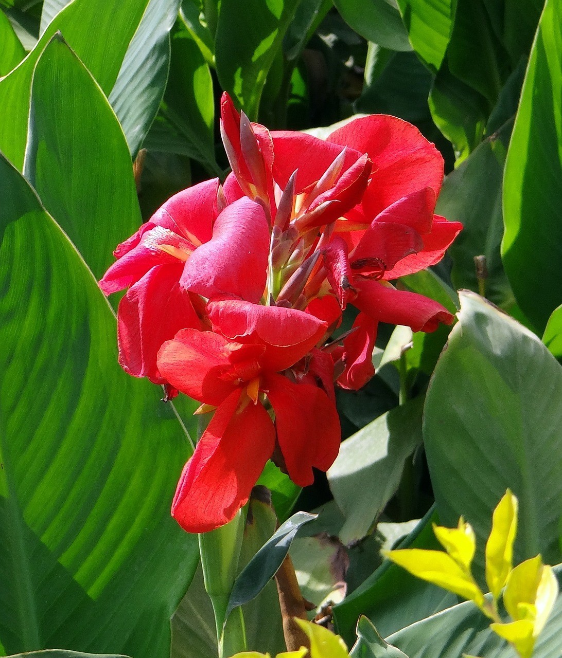 RED CANNA LILY INDICA SEEDS INDIAN SHOT Arrowroot Flowers Attracts Hummingbirds