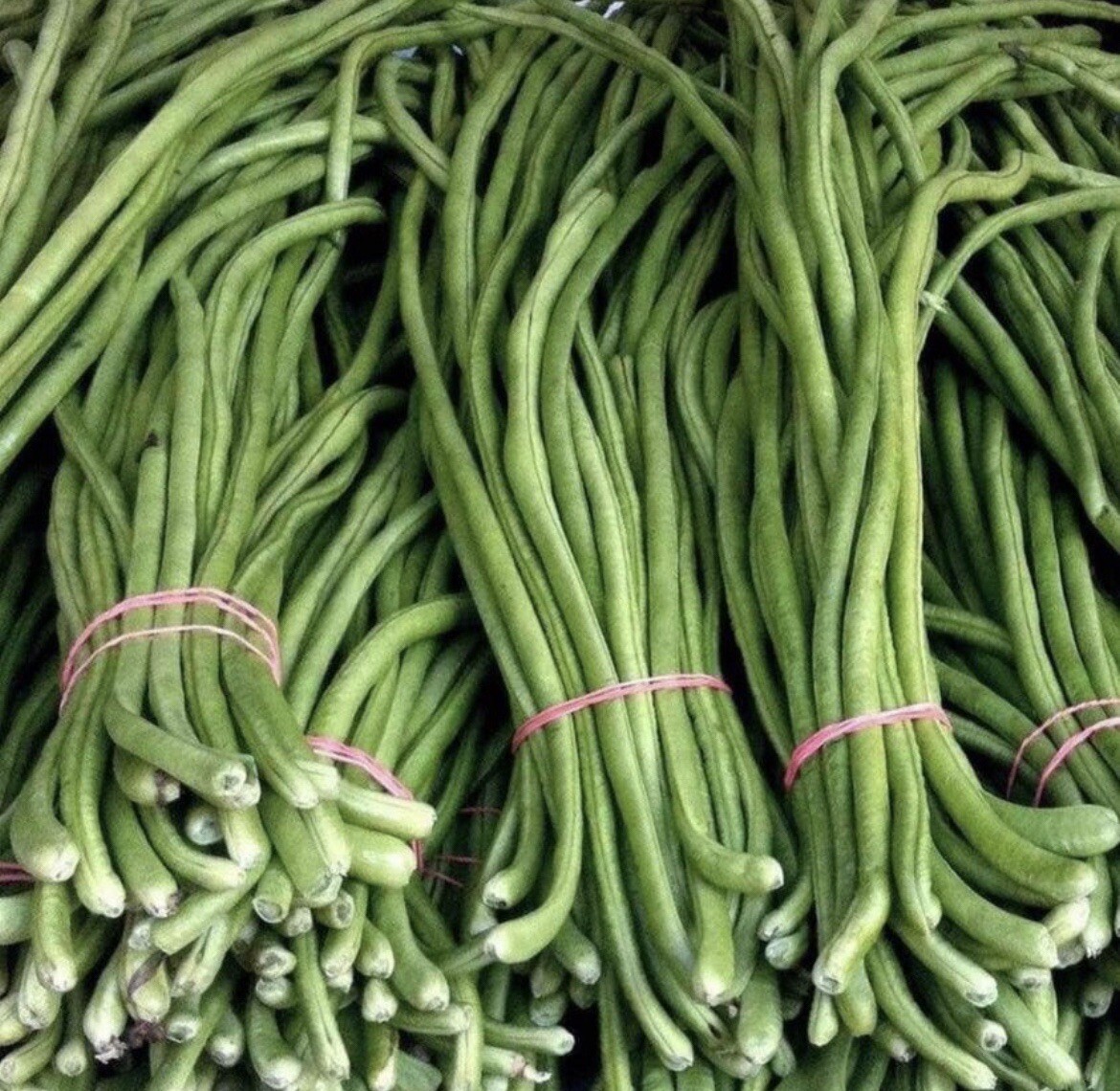 15+ Seeds- Green Yard Long Bean |Asian String beans I Free Round Eggplant Seeds