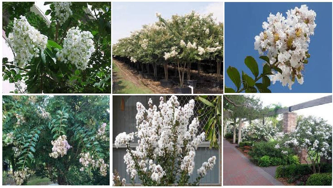 BUY 1 GET 1 FREE * WHITE CREPE MYRTLE BUSH/TREE *100 + SEEDS 4 U – USA Seller