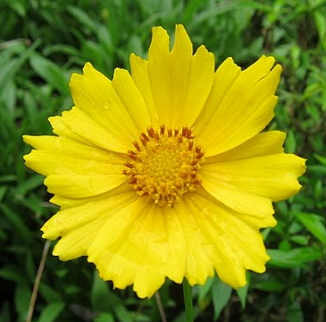 Lanceleaf Tickseed Flower Seeds – Coreopsis lanceolata – Perennial Wildflower