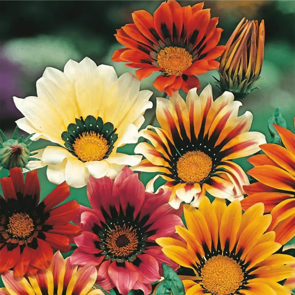 300 Perennial Mix Gazania Seeds Heat-Perennial Ground Cover Seeds-Drought Tolera