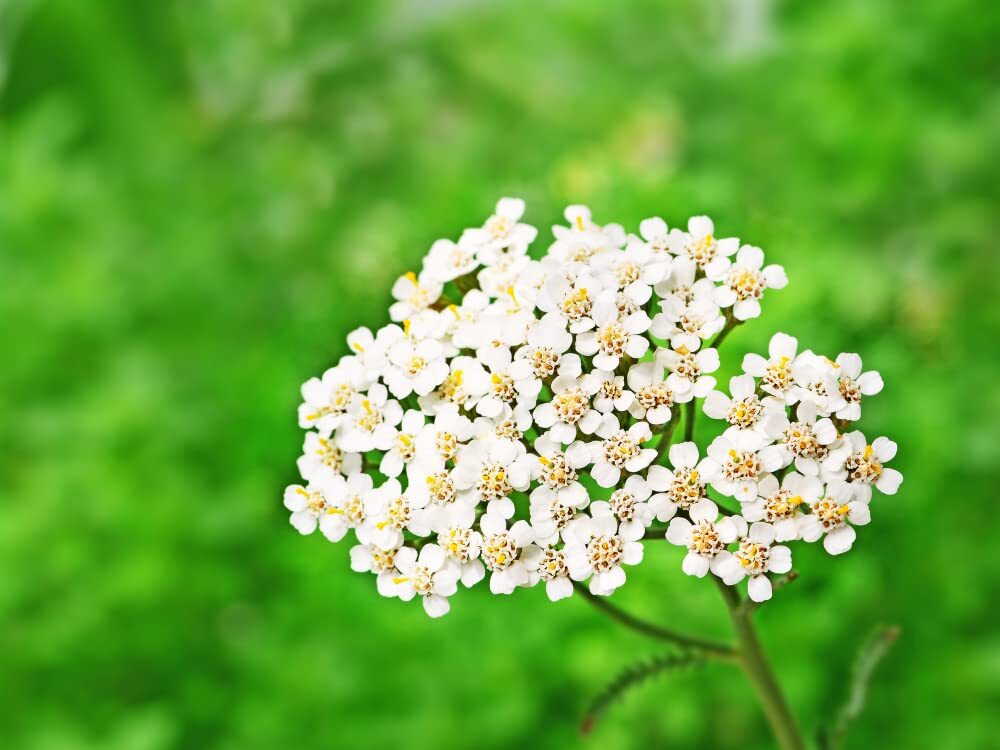 White Yarrow Western Flower Seeds, 1000 Seeds Per Packet, Botanical Name: Achill
