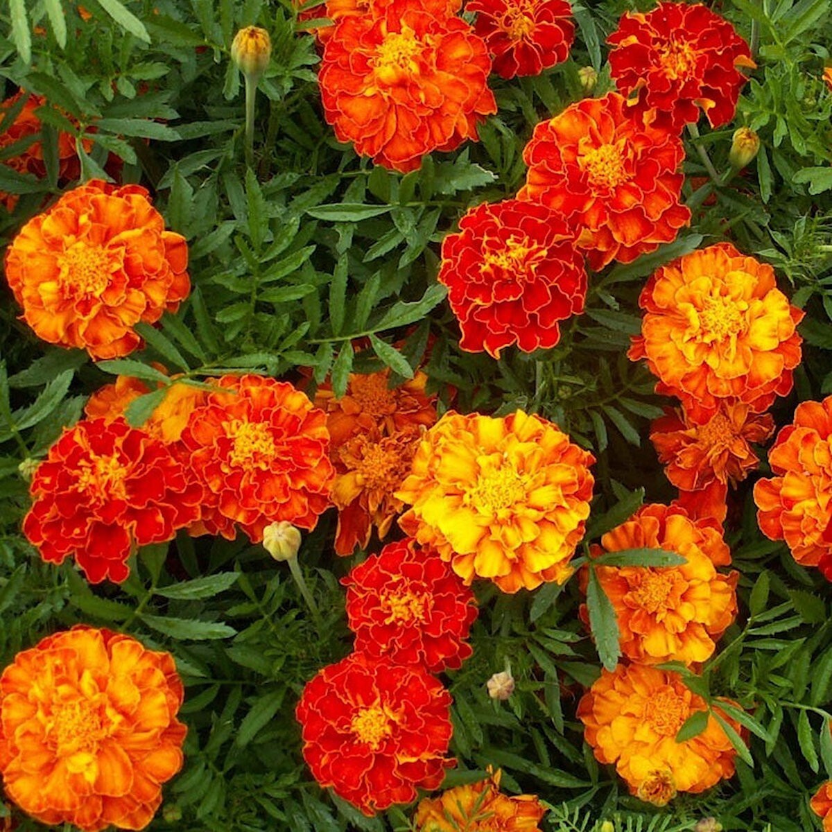 500 Sparky Mix French Marigold Wildflower Seeds – Everwilde Farms Mylar Packet