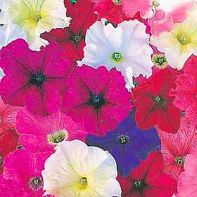 Petunia Carpet Mix 2,000 seeds