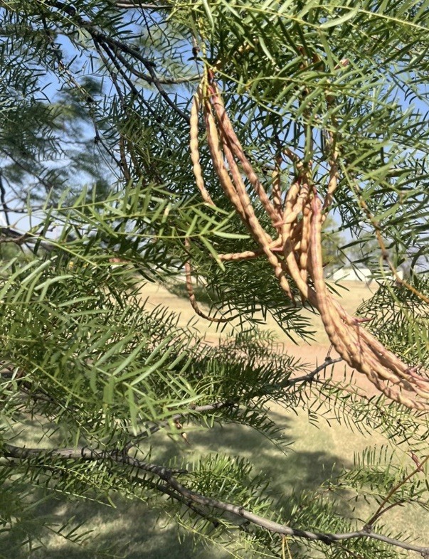 Wild grown, hand picked honey mesquite (Prosopis) Seed Pods. 25pcs