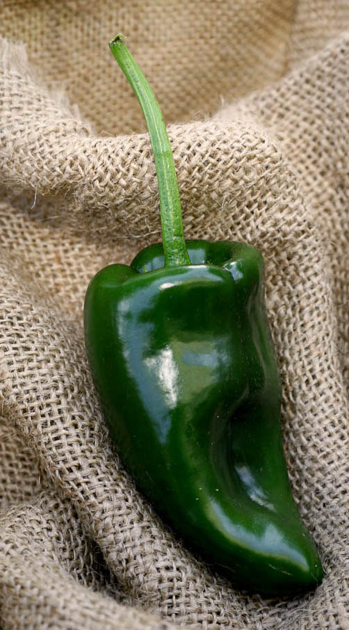 Poblano Ancho Chile Mexico Heirloom Pepper Premium Seed Packet