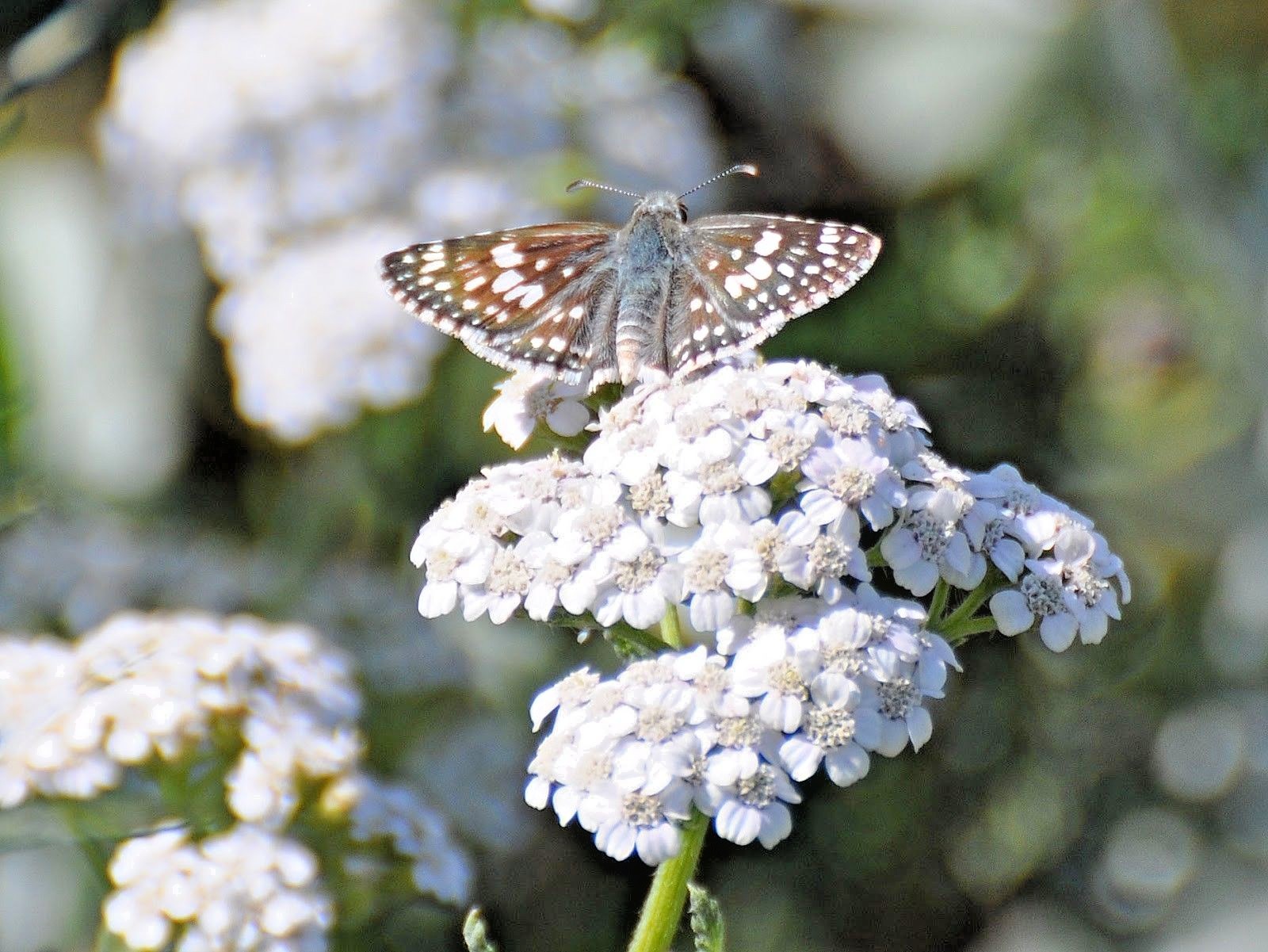 1000+WHITE YARROW Flower Seed Milfoil Perennial Native Wildflower Medicinal Herb