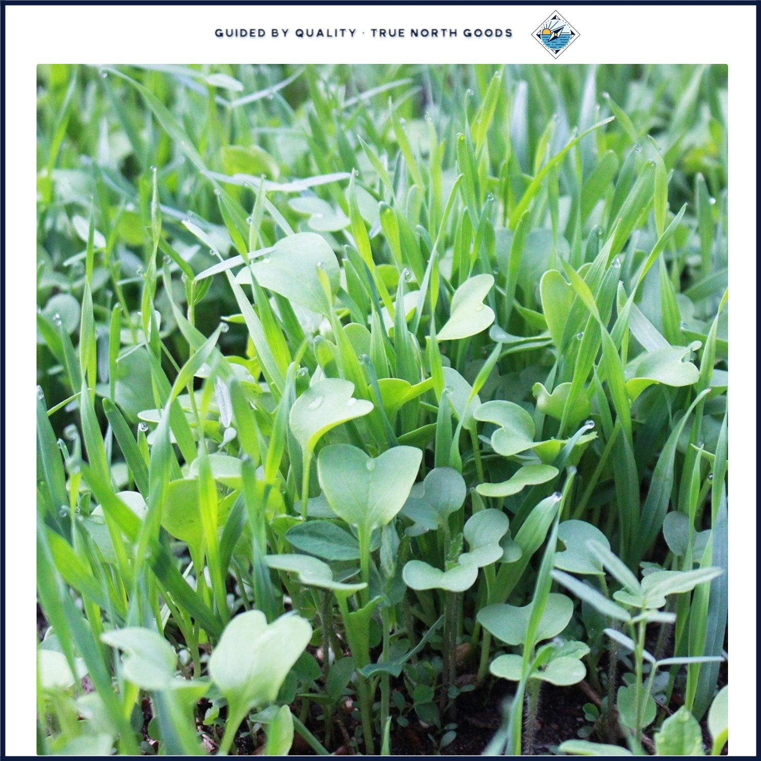 Indoor Outdoor Cover Crop Mix with High Germination Rate for -Round Growth