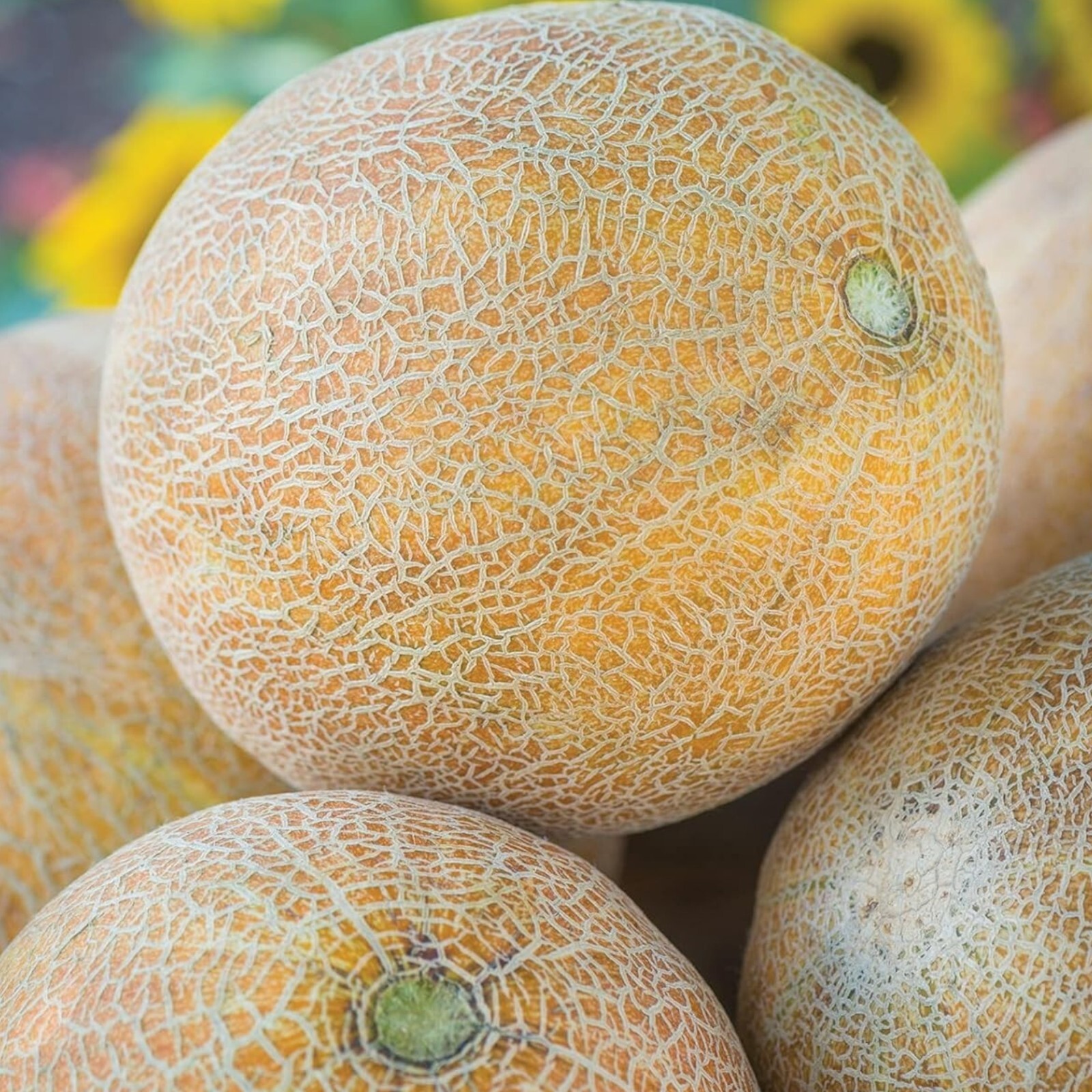 Cantaloupe Melon Seeds – 25 Seeds Non-GMO Heirloom Variety uicy Summer Harvests
