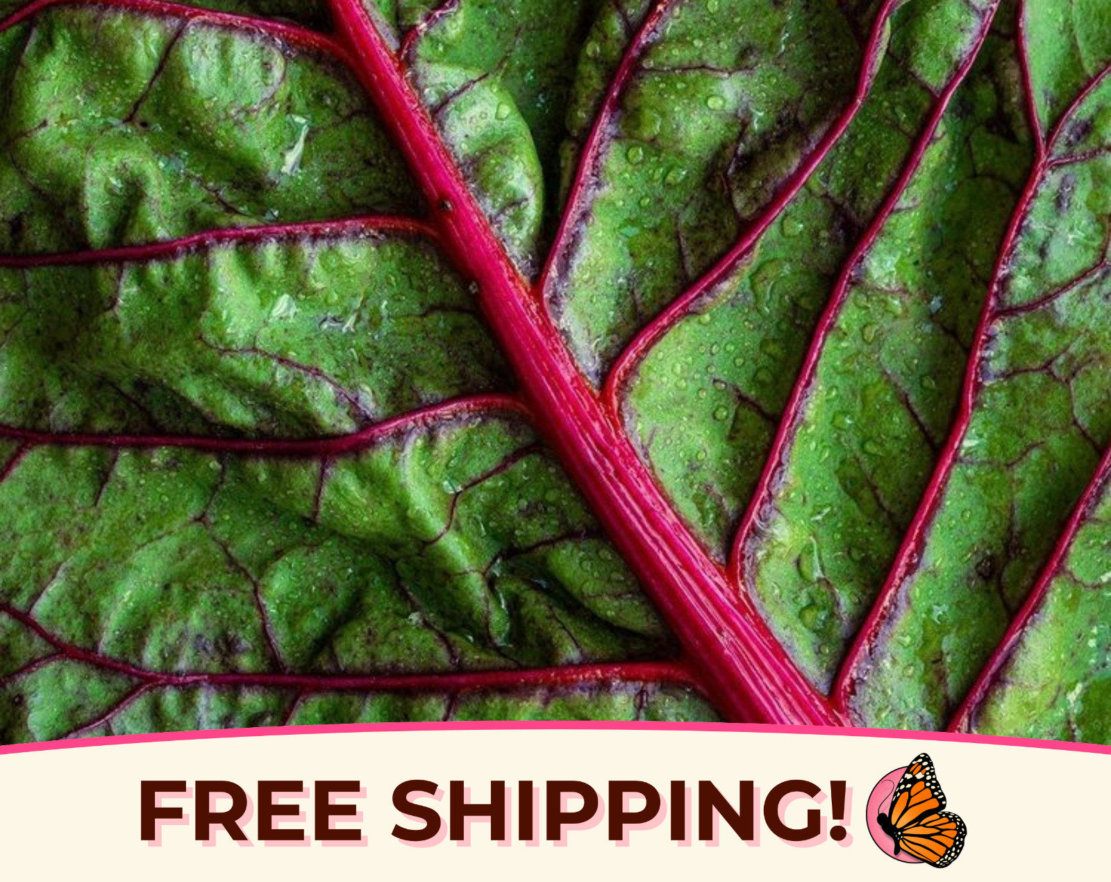 125+ Swiss Chard Seeds ‘Red Ruby’ | Heirloom, Non-GMO, Vegetable Gardening