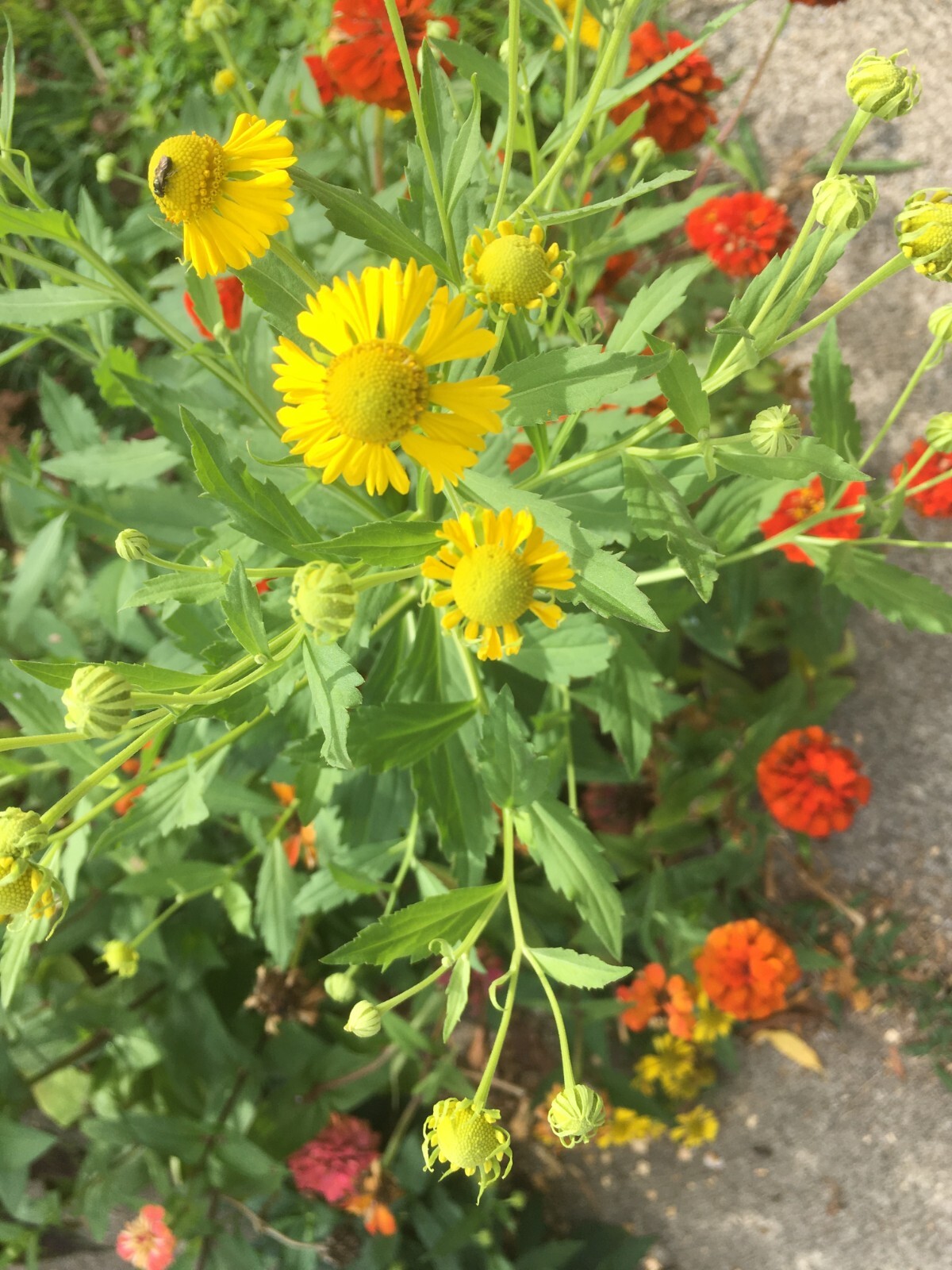 100 yellow Sneezeweed / Helenium Autumnale seeds – organic crop of 2023