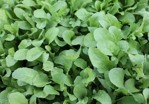 CORN SALAD ( MACHE ) 100 SEEDS * NUTTY FLAVOR * OVERWINTER *
