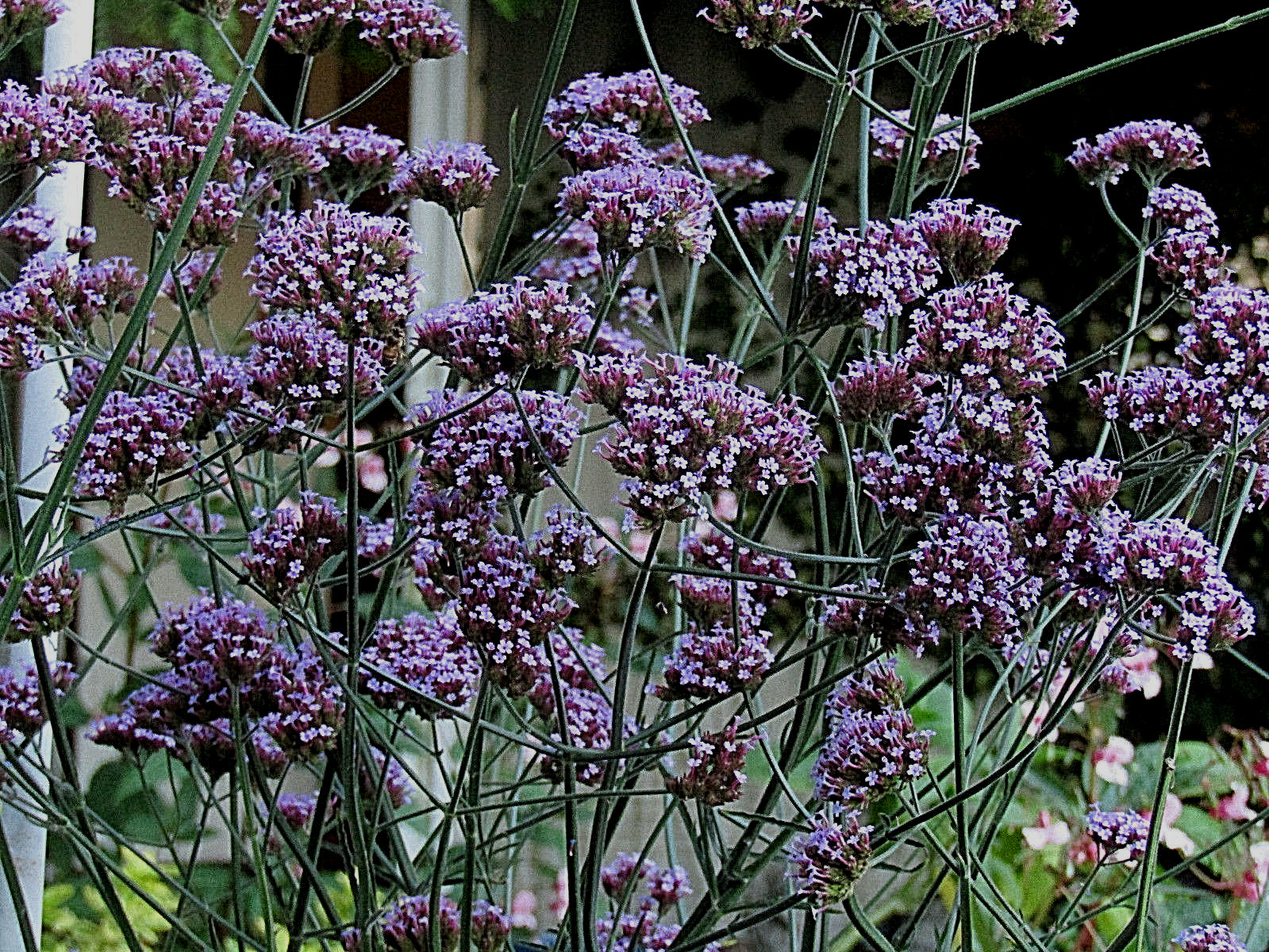 verbena bonariensis 240 seeds purple top verbena, EZ to grow, USA seller