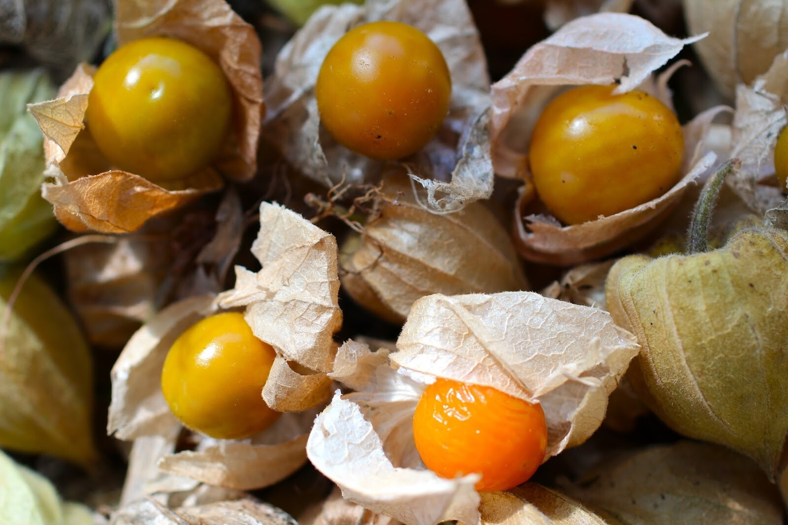 100+ CAPE GOOSEBERRY SEEDS RARE FRUIT SPRING GROUND CHERRY HEIRLOOM SWEET USA