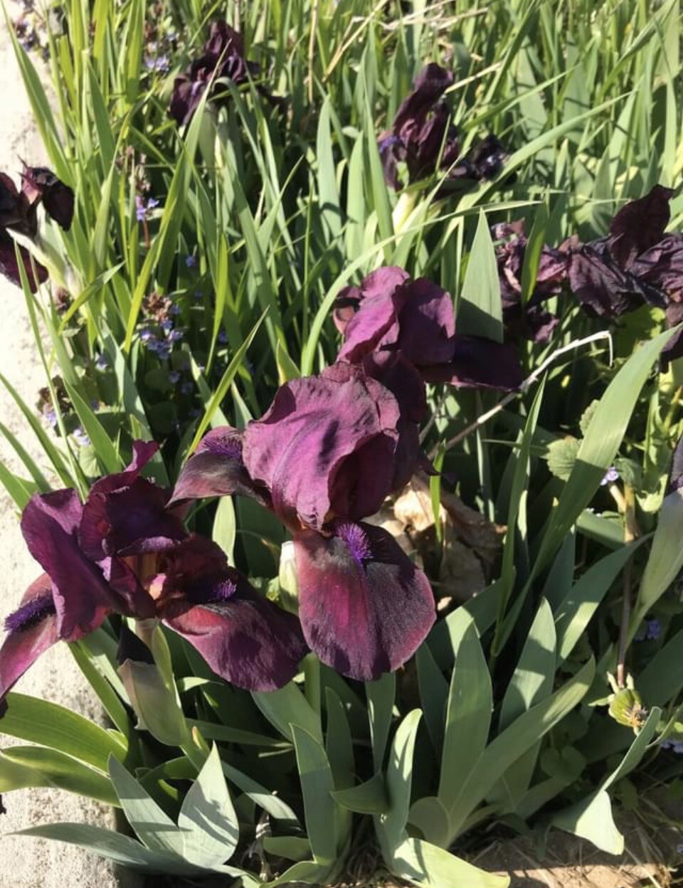 ONE (1) BEARDED MINI IRIS Solid purple live plants perennial bulb Freshly Dug
