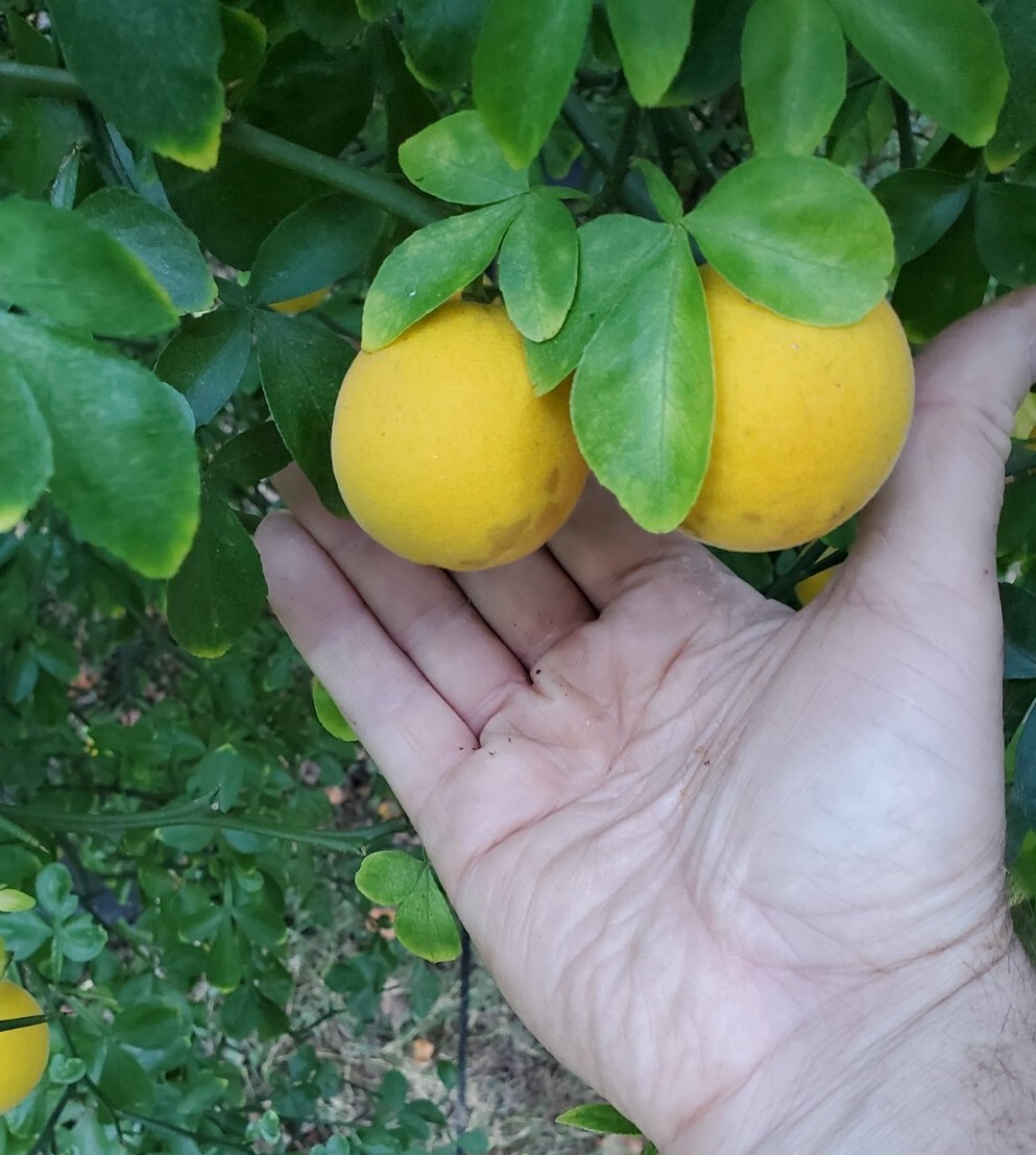 Poncirus Trifoliata Flying Dragon Trifoliate Citrus 2023 HARVESTED 100+ Seeds 🍊