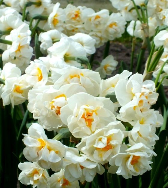 Daffodil Bridal Crown Bulbs – 12 Bulbs per order